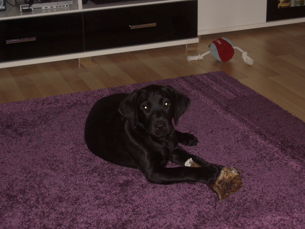 Lecker Rinderohren...