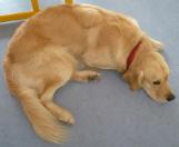 Hund Benni ist mit dabei