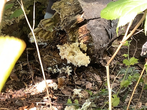 Waldtag Herbst 2026 3c